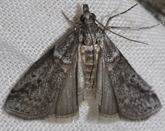 Acrobasis centunculella