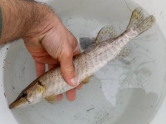 Esox cisalpinus