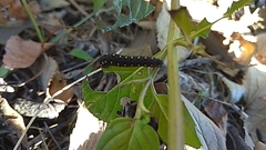 Tenthredo marginella