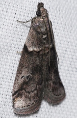 Acrobasis obliqua