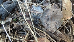 Tenthredo marginella