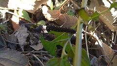 Tenthredo marginella