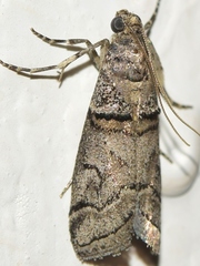 Acrobasis romanella