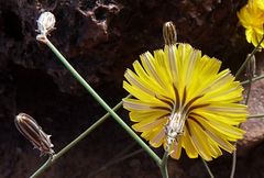 Launaea nudicaulis image