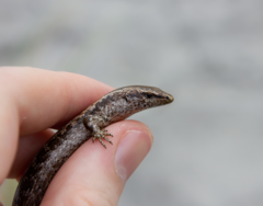 Oligosoma smithi