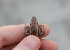 Oligosoma smithi