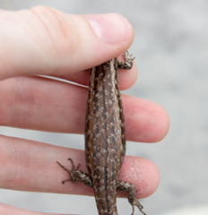 Oligosoma smithi