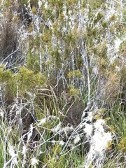 Poodytes punctatus punctatus