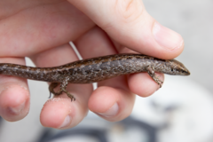 Oligosoma smithi
