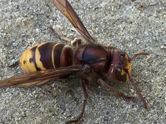 Vespa crabro