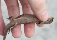 Oligosoma smithi
