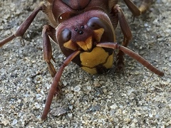 Vespa crabro