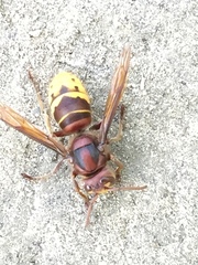Vespa crabro