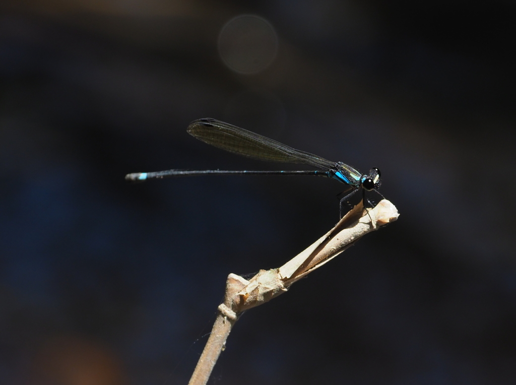 Nososticta commutata