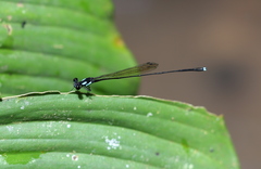 Nososticta flavipennis