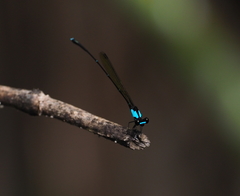 Nososticta halmahera