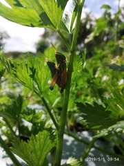 Caryanda spuria