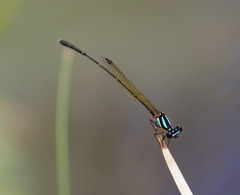 Nososticta liveringa