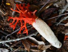 Lysurus corallocephalus