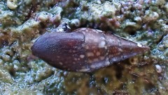 Mitrella lincolnensis