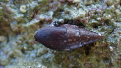 Mitrella lincolnensis
