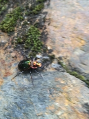 Carabus lineatus lateralis