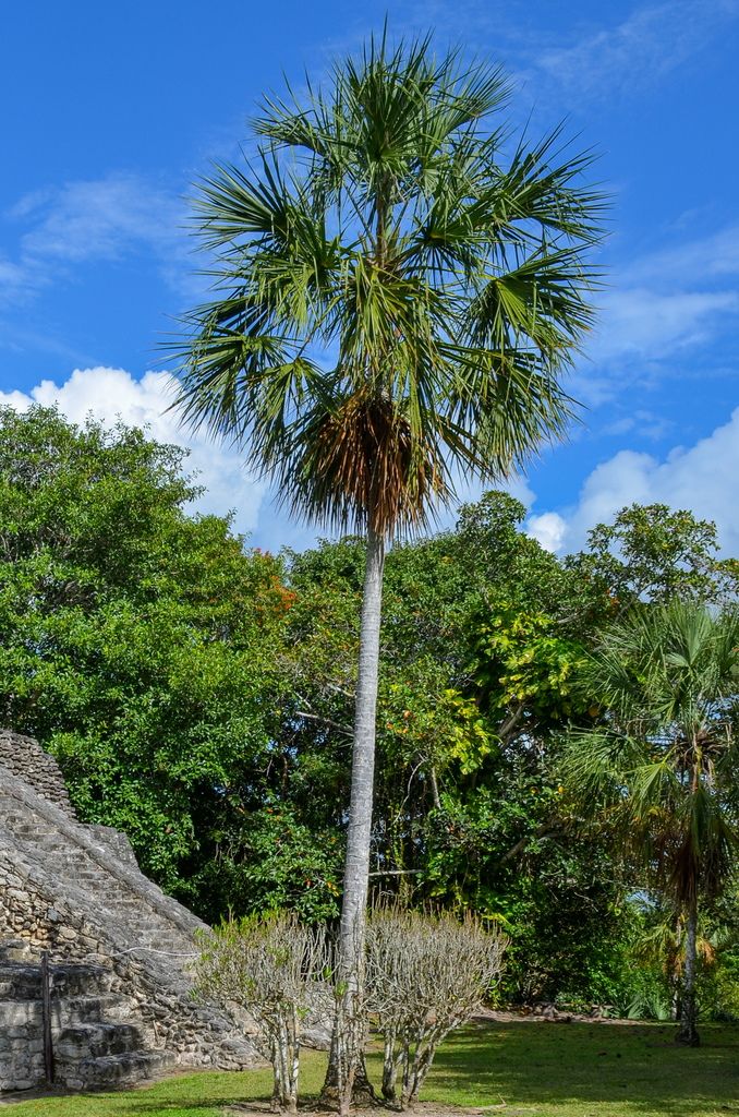 Thatch Palmetto