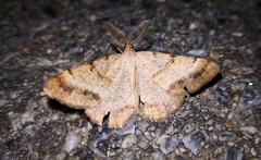 Selidosema brunnearia