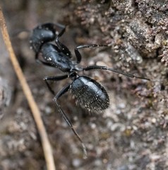 Camponotus distinguendus