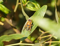 Austalis pulchella