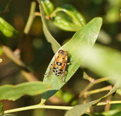 Austalis pulchella