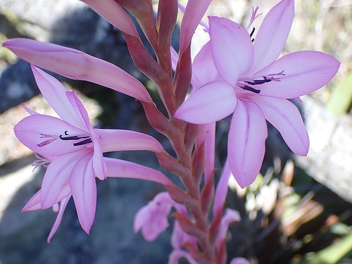 Image of Watsonia knysnana by no rights reserved