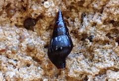 Mitrella lincolnensis