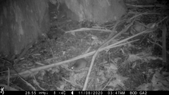 Antechinus swainsonii