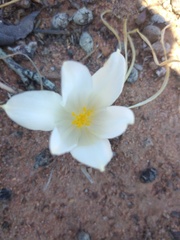 Gethyllis campanulata