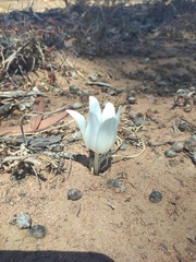 Gethyllis campanulata