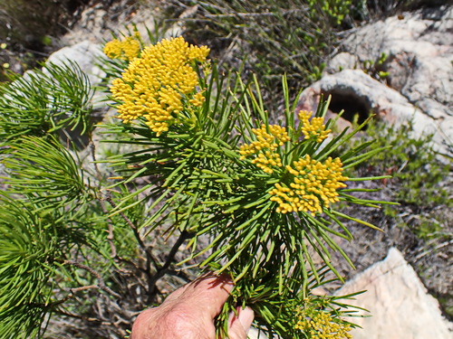 Image of Hymenolepis indivisa by no rights reserved