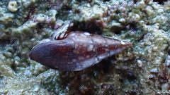 Mitrella lincolnensis