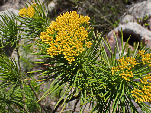 Image of Hymenolepis indivisa by no rights reserved