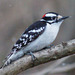 Downy Woodpecker - Photo (c) Bill Keim, some rights reserved (CC BY)