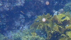 Forsterygion maryannae