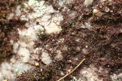 Frullania pentapleura