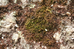 Frullania falciloba