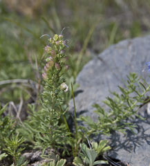 Veronica pinnata nana
