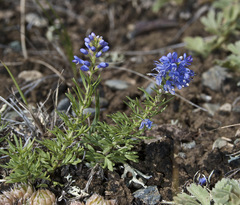 Veronica pinnata nana