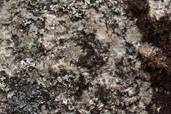 Frullania pentapleura