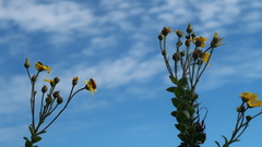 Osteospermum imbricatum