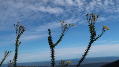 Osteospermum imbricatum