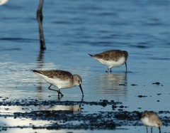 Calidris ferruginea