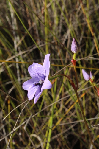 Image of Epiblema grandiflorum by (c) Em Lamond, some rights reserved (CC BY)